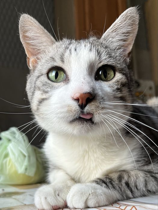 Мармуровий котик шукає родину