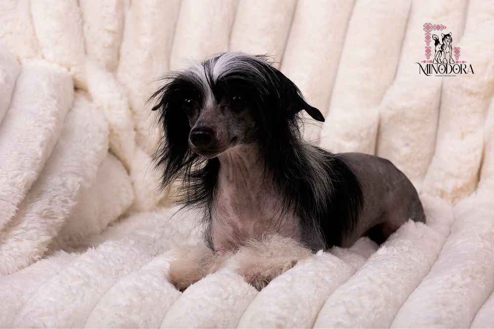 Восхитительные КХС - для Ценителей Породы!