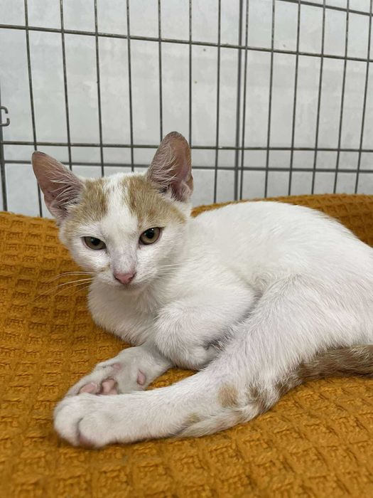 Morty -Kotek szuka domu