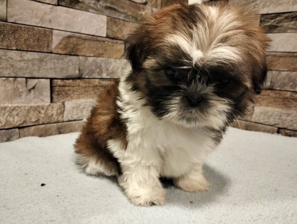 Przepiękny piesek shih-tzu gotowy do odbioru