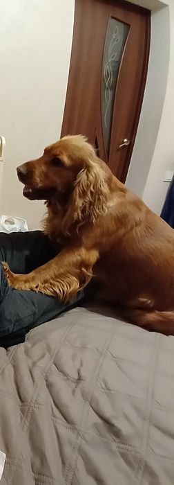 Кокер спанієль шукає подругу