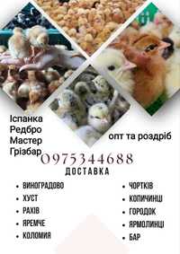 Продаж курчат,каченят