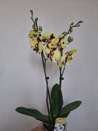 Орхідея орхидея.