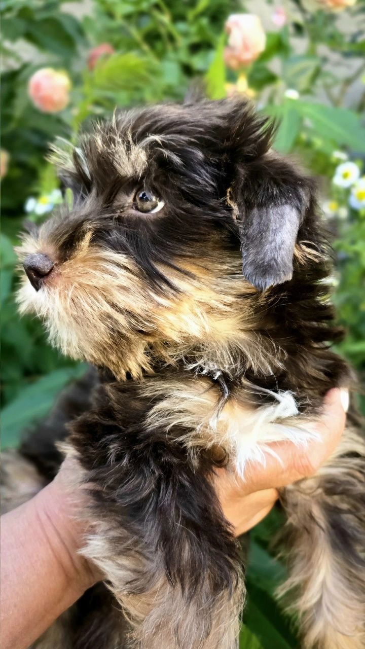 Yorkshire Terrier cudny czekoladowy
