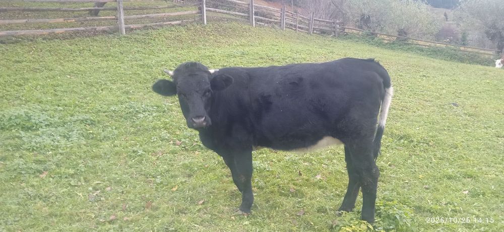 Продається тільна телиця