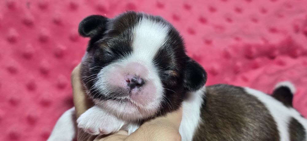 Shih tzu śliczny piesek Olafek