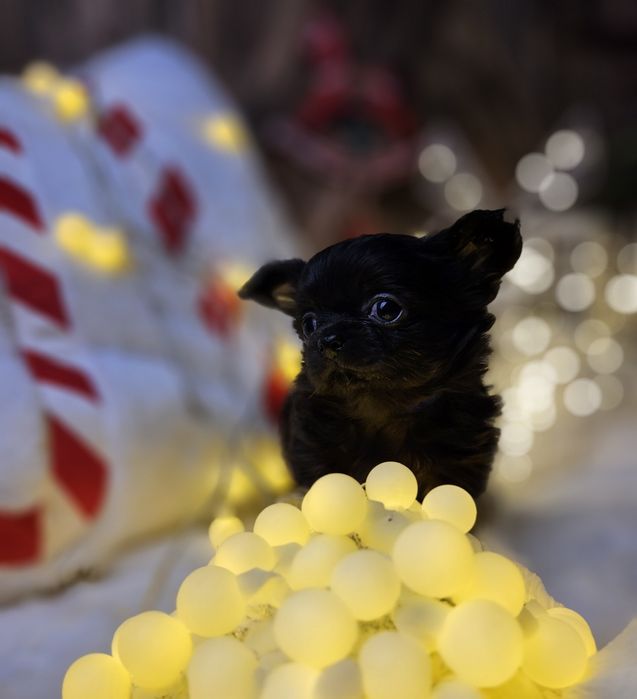 Chihuahua śliczny chłopiec