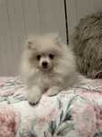 Pomeranian Szpic Mianiaturowy Piesek