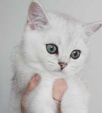 Piękny kotek  w kolorze srebrna szynszyla point.
