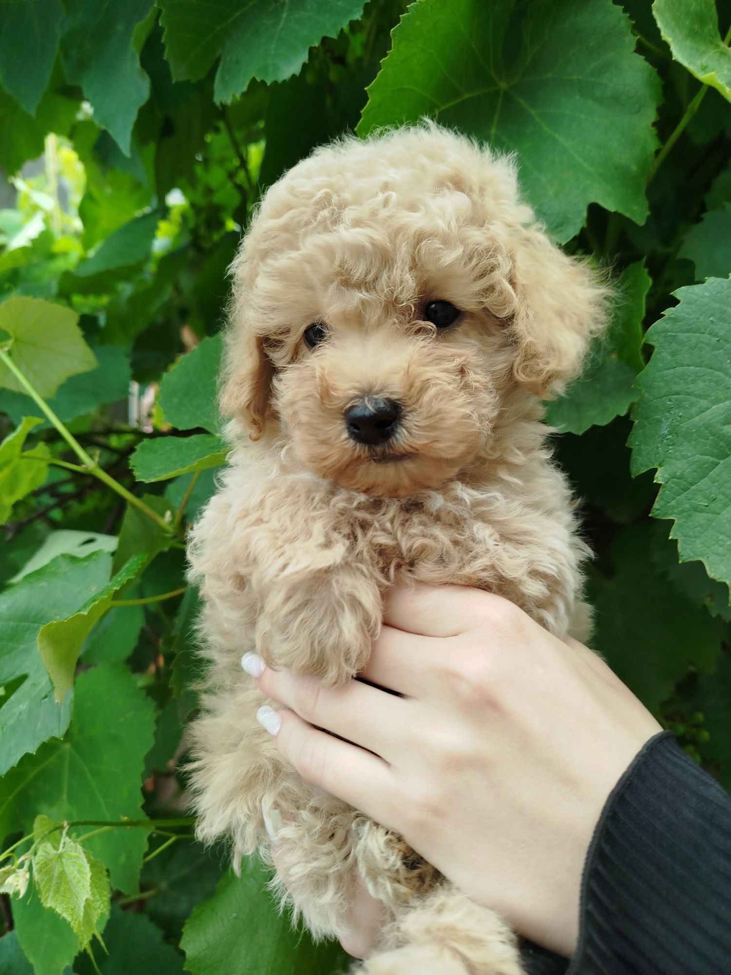 Хлопчик тікапчик
