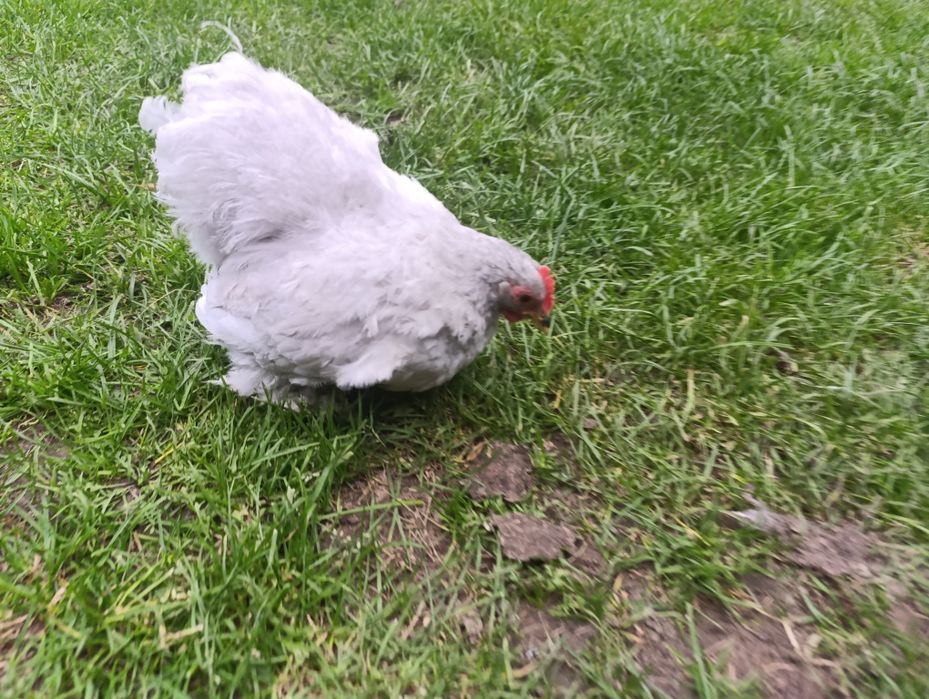 Kochin karzełek miniaturowy koguty parki