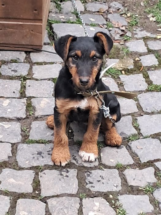 Дівчинка ягтерєр здорова енергійна народилася 20 серпня