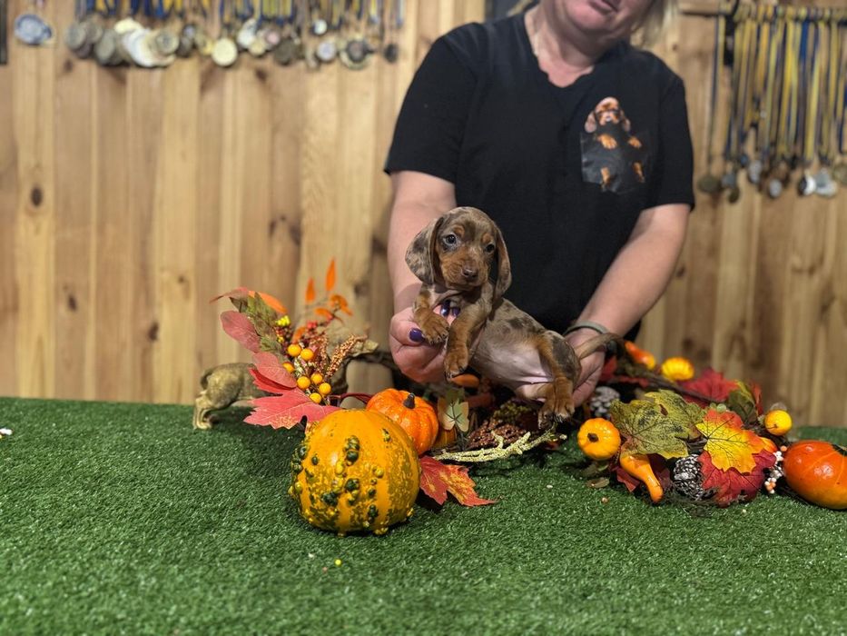 Jamnik króliczy suczka FCI