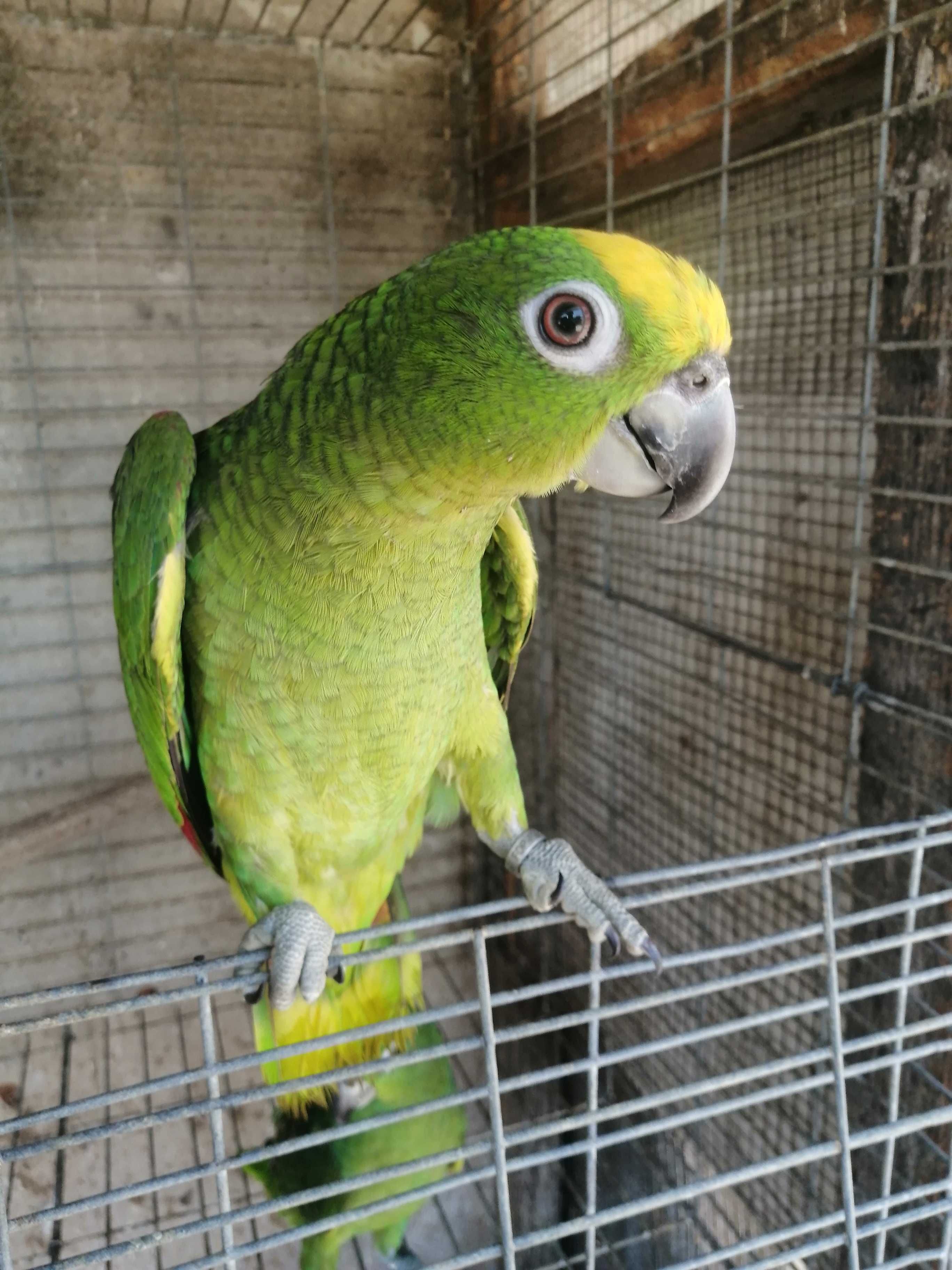 Cacatuas Galah  _ Ochrocephalas_tucanos