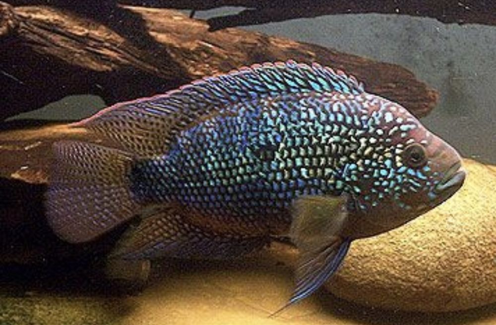 Цихлазома Джэк Демпси Биоцелатум Американские Цихлиды