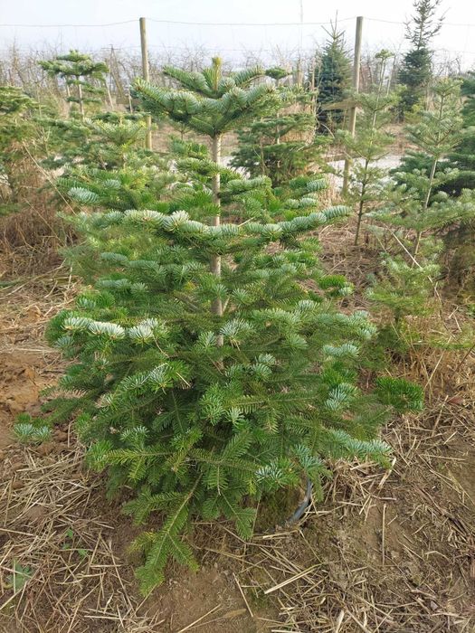 Jodła Kaukaska, Koreańska. Królestwo Choinek Dziecinów Powiat Otwocki