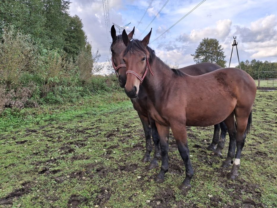 Sprzedam klacz śląską