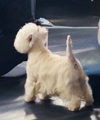 West Highland White Terrier - Taco Good Joke FCI fajny psiak :)