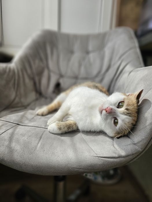 Кішечка шукає родину