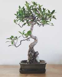 Drzewko bonsai 50 cm
