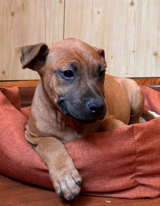 Хвостик . Гарний хлопчик