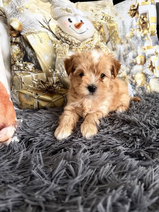 ŚLICZNY piesek Yorkshire Terrier biewer Rodowód unikat Golddust