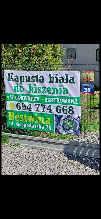 Kapusta szatkowana i w całości