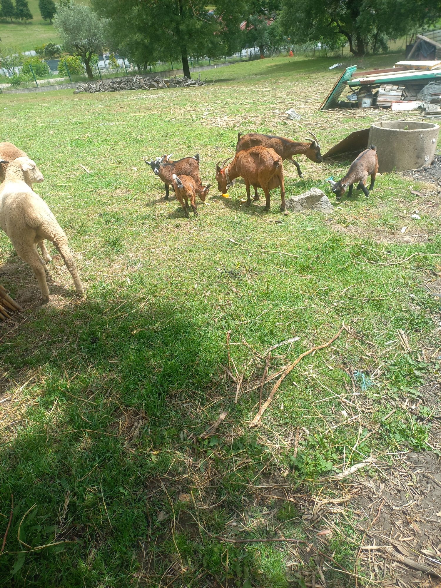 Vendo 1 casal de cabras anãs