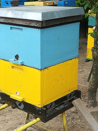 Rodziny pszczele pszczoły w ulach wielkopolskich z płyt XPS styrodur
