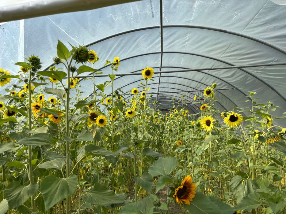 Słoneczniki ozdobne Lemon Queen