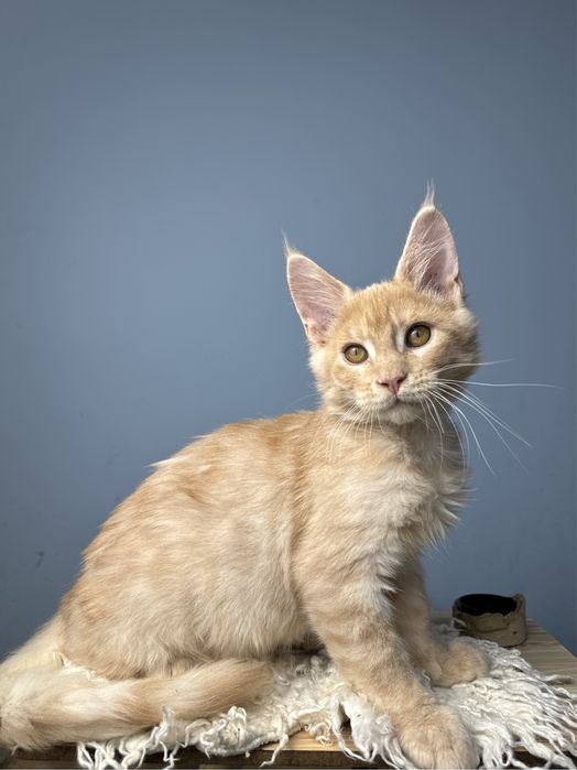 Котенок для семьи очень ласковый мальчик мейн кун