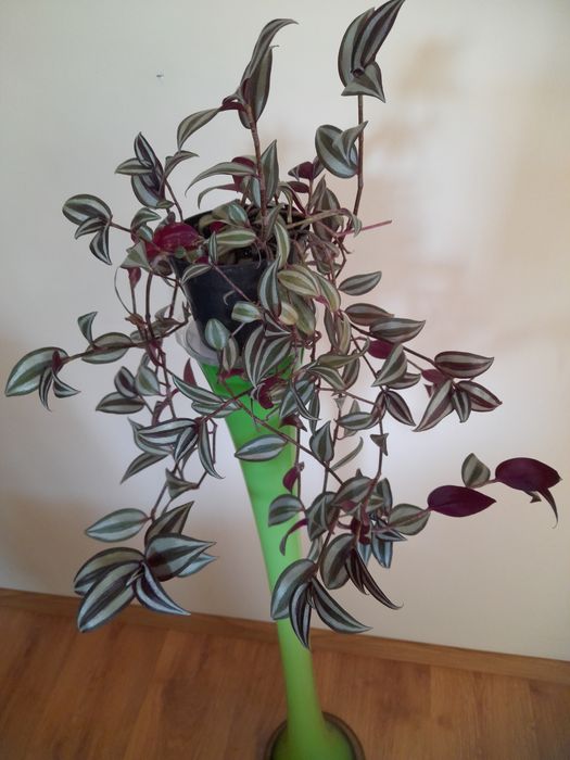 Skretniki,Monstera Monkey Mask,scindapsus,Epipremnum,trzykrotka, sanse