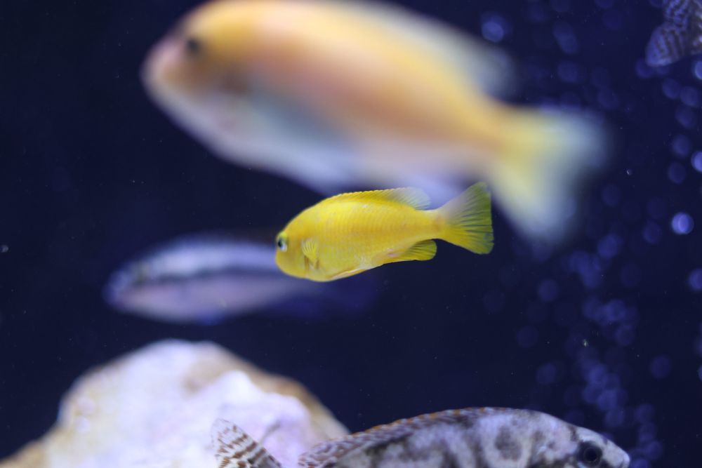 Pseudotropheus saulosi (M/F) - Ciclídeos Africanos
