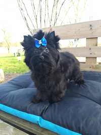 Yorkshire terrier black Armanii