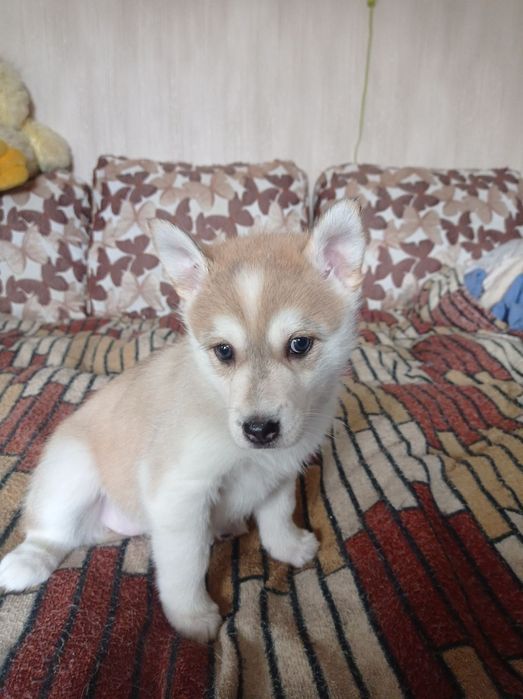 Відаю безкоштовно