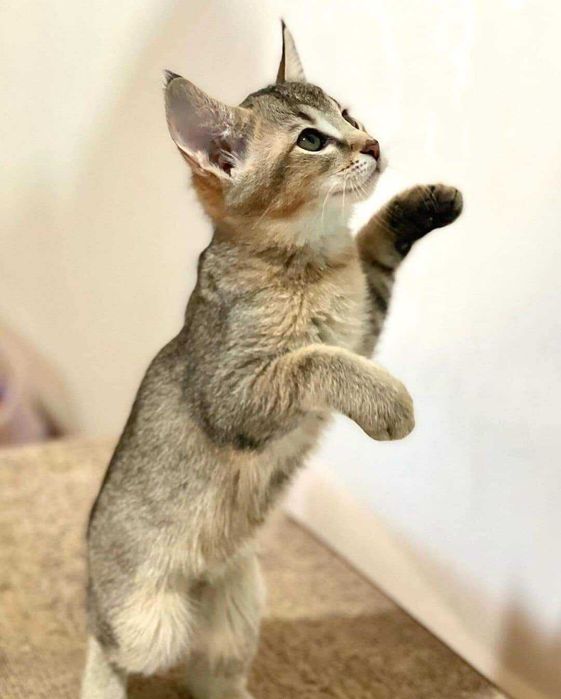 Шикарные мальчики и девочки породы Чаузи! Гибрид камышового кота!