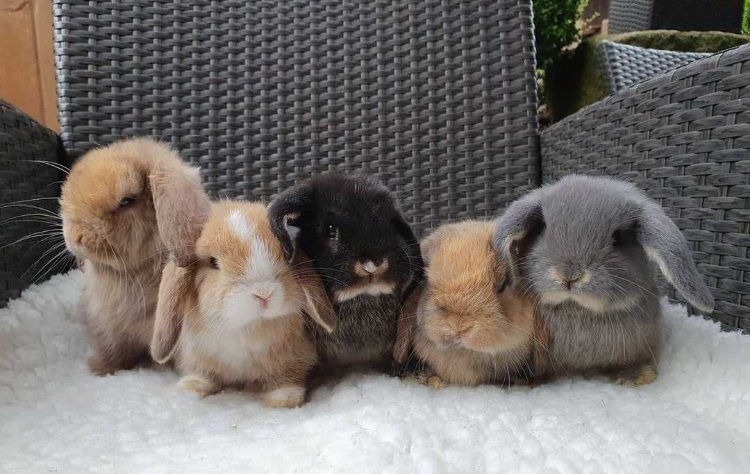 KIT Coelhos anões orelhudos, mini lop adoráveis