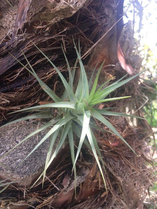 Plantas aéreas Tillandsia Bergeri