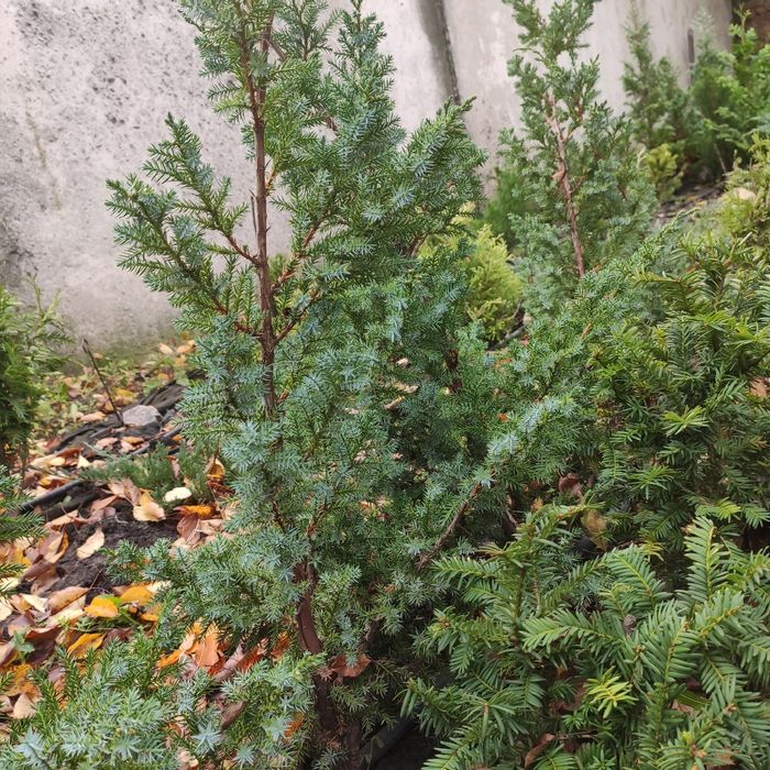 Распродажа .Туя, можжевельники  ,тисс, самшит стриженый