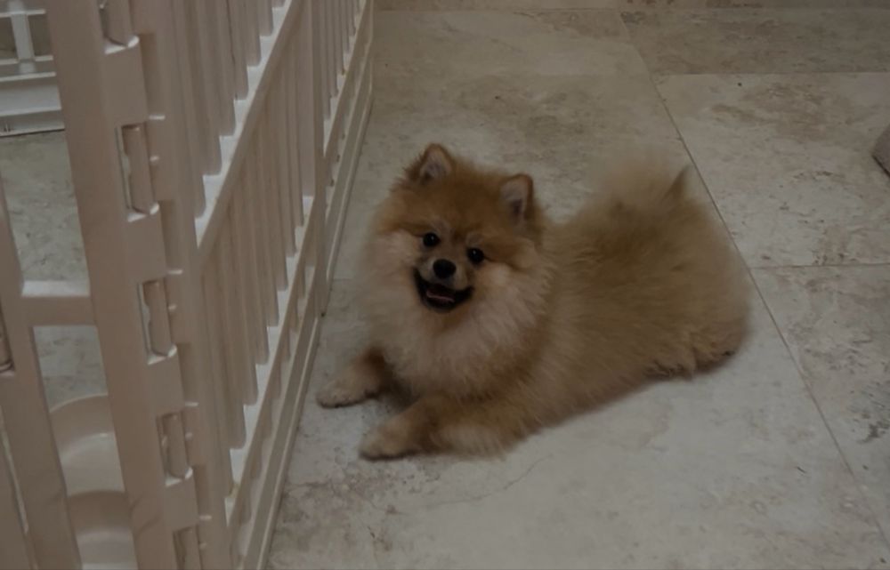 Szpic miniaturowy Misiu Samiec Pomeranian Boo