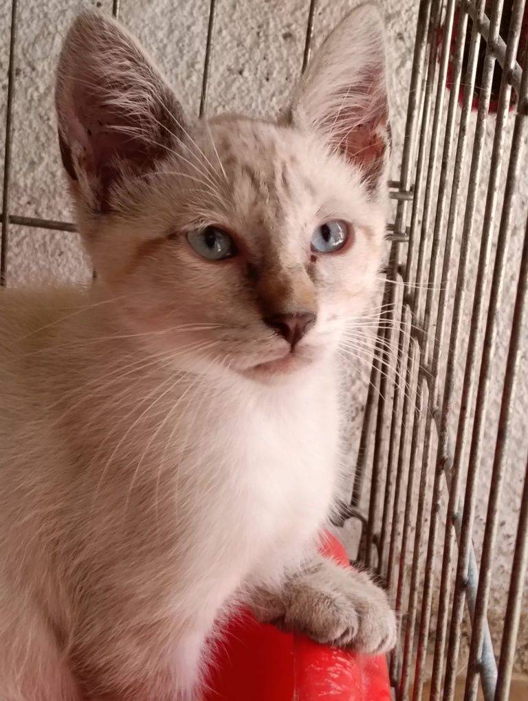 Cristovao- gato bebe para adoção
