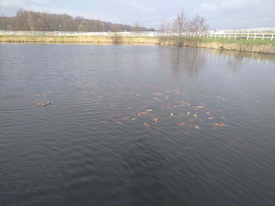 Karp narybek kroczek DOSTĘPNY