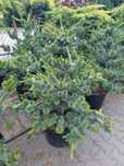 Krzewy ozdobne Szeroki wybór Rośliny formowane Niwaki BONSAI