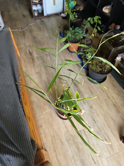 Sprzedam sadzonke imbir