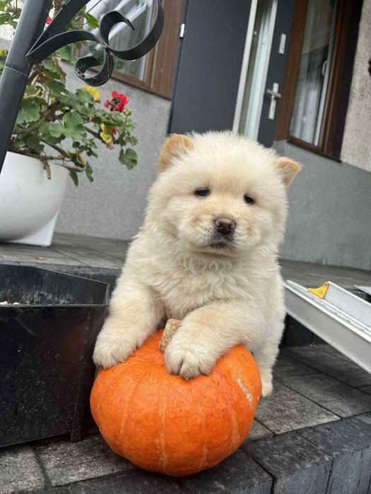 Chow chow śliczny piesek