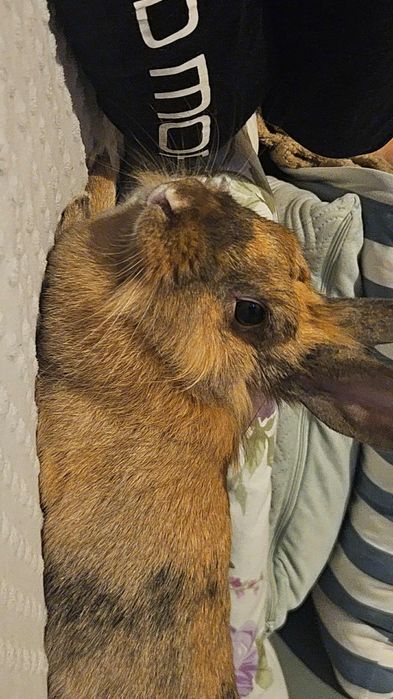 Oddam królika samiczkę