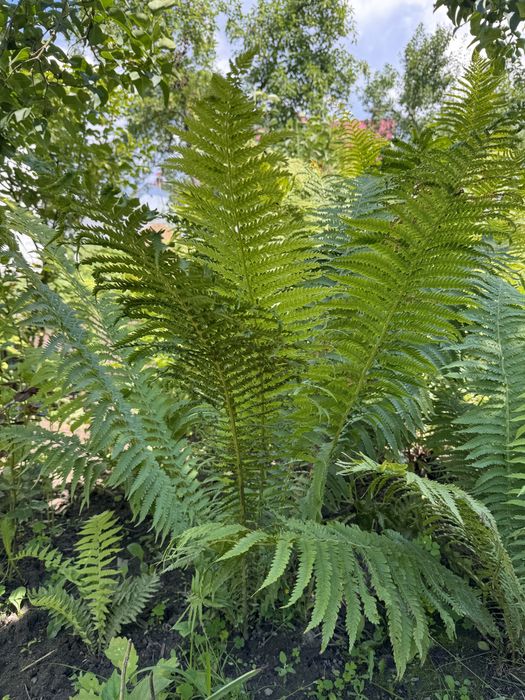 Попоротнік садовий