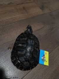 Две красноухие черепахи