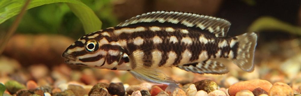 Продам Юлідохроміси Танганійска цихліда