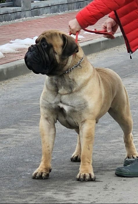 Diament Amedus Rott FCI 3 lata Junior Champion PL